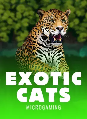 exotic-cats.webp